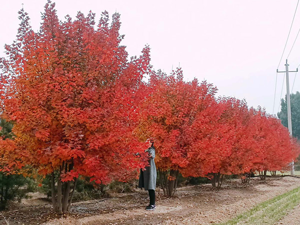 實(shí)用新型專利證書（電動垃圾儲運(yùn)車）