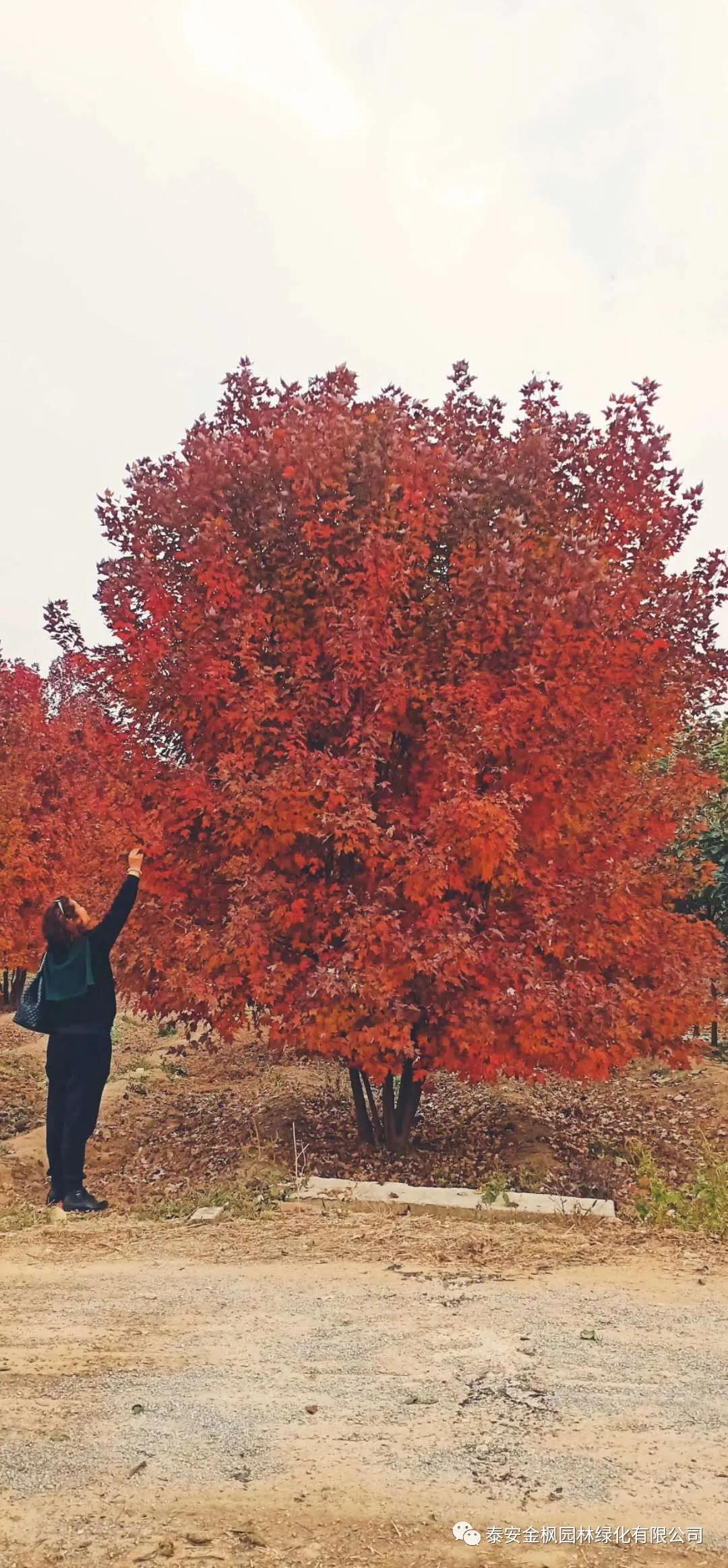 實(shí)用新型專利證書（清掃保潔車）