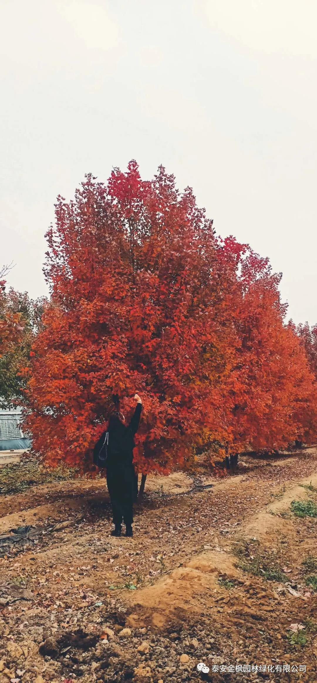 實(shí)用新型專利證書（電動高壓泵交流控制器）