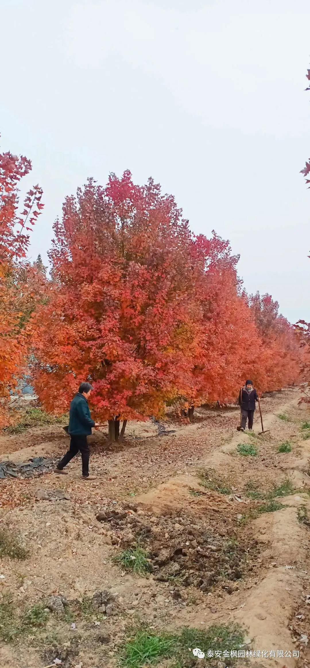 實用新型專利證書（刮水耙加壓裝置）