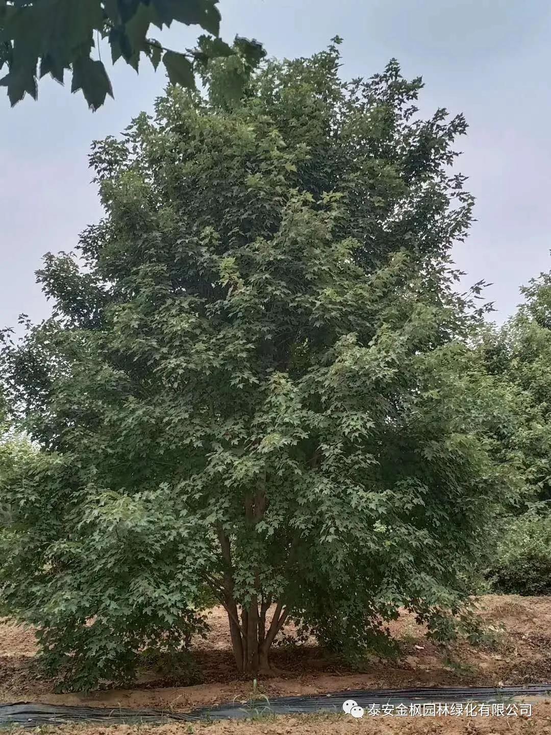 中小企業(yè)技術(shù)創(chuàng)新立項證書