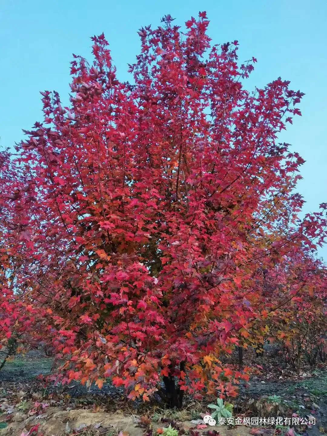 實用新型專利證書（下降聯(lián)動裝置）