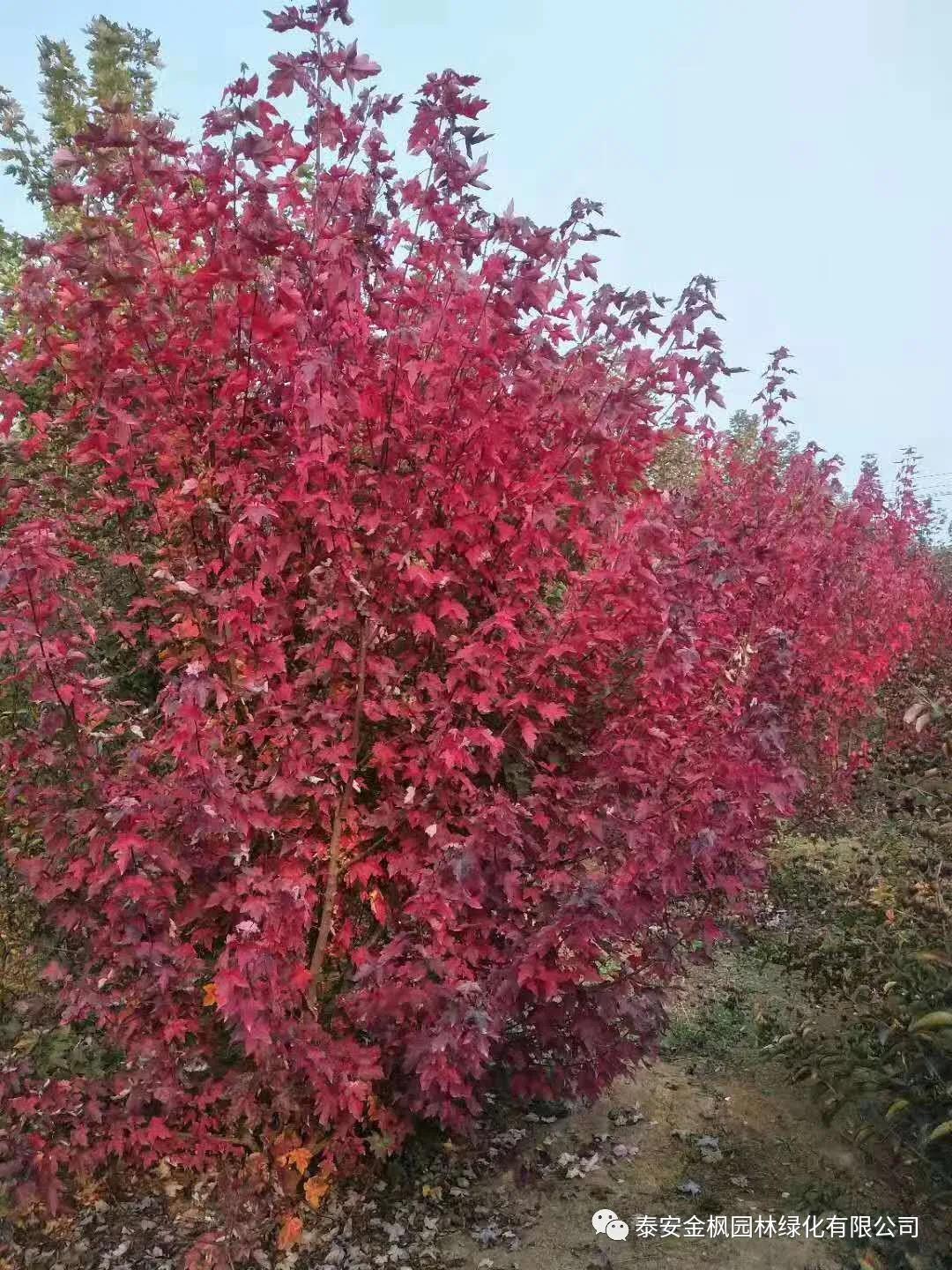 實用新型專利證書（輸送電機(jī)防堵裝置）