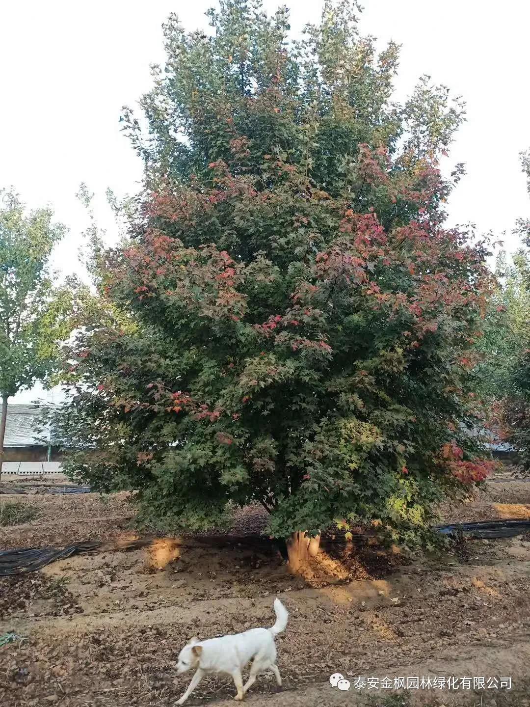 Utility model patent certificate