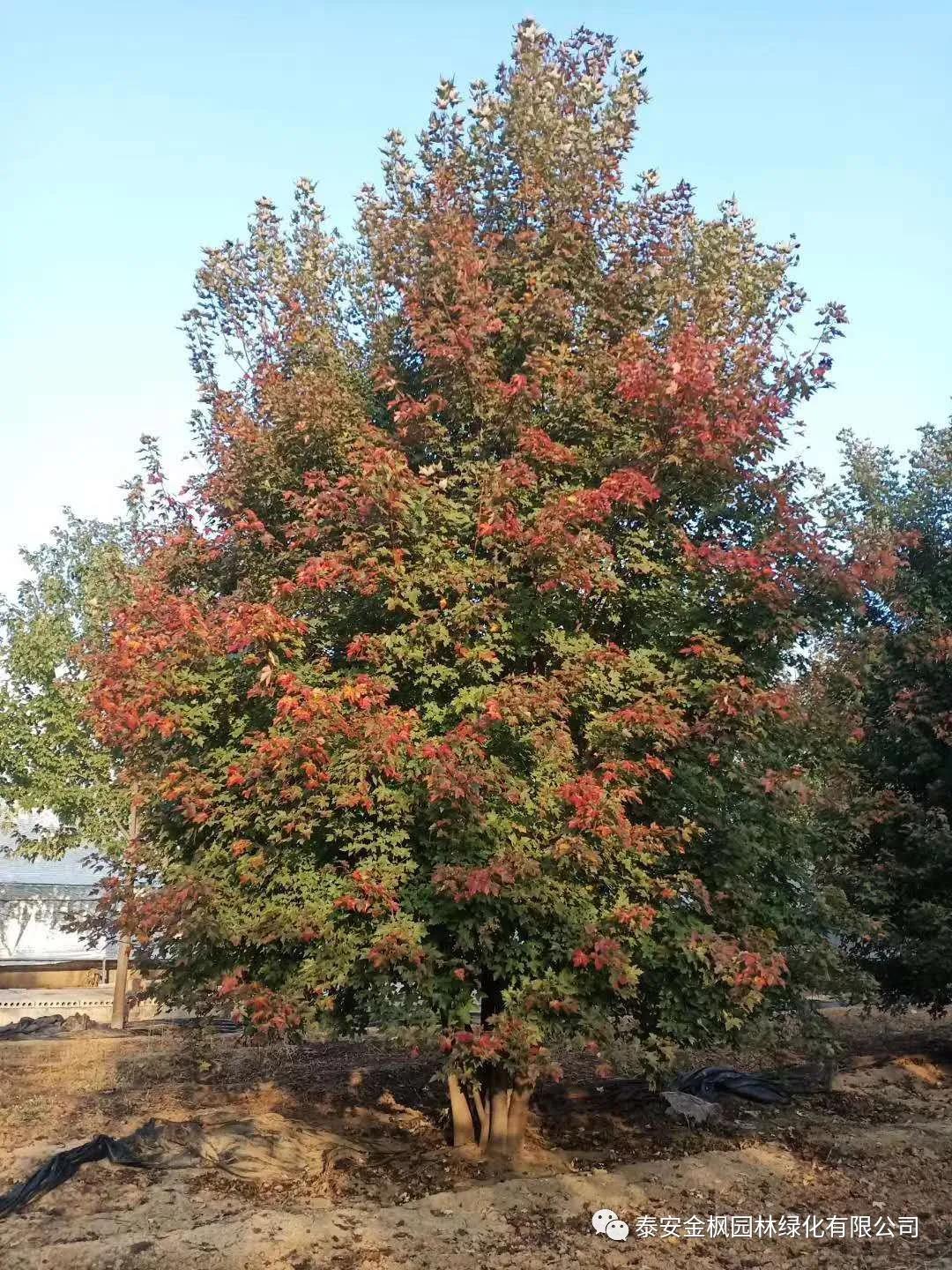 patent for invention