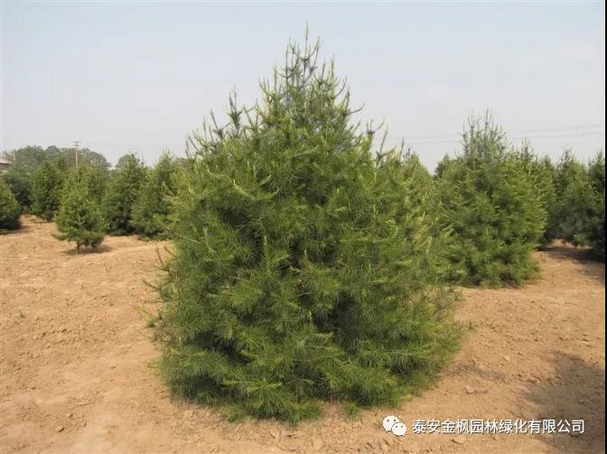 Wuhu industrial "little giant" cultivates Enterprises