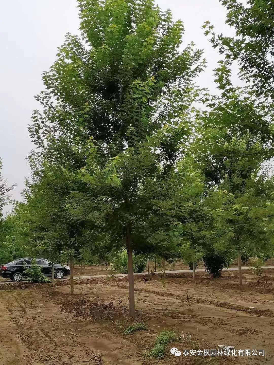 Demonstration enterprise of integration of industrialization and industrialization