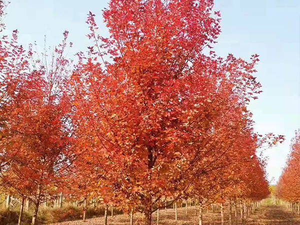 環(huán)衛(wèi)裝備陜西環(huán)衛(wèi)系統(tǒng)